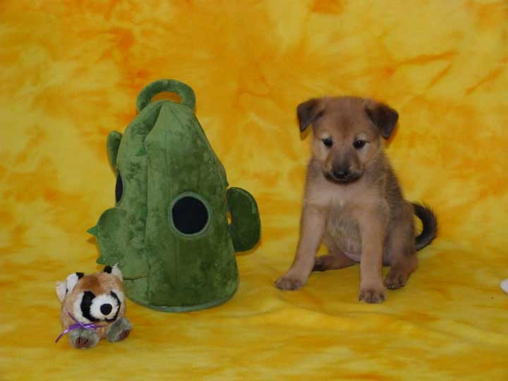 chinook puppy
